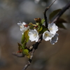 海辺の桜Ⅵ