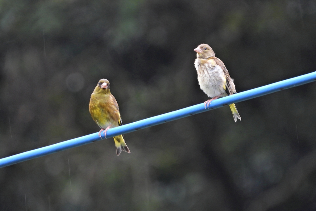 小鳥もソーシャルディスタンス　ⅳ