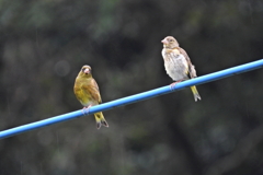 小鳥もソーシャルディスタンス　ⅳ