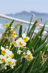 野母崎水仙まつり