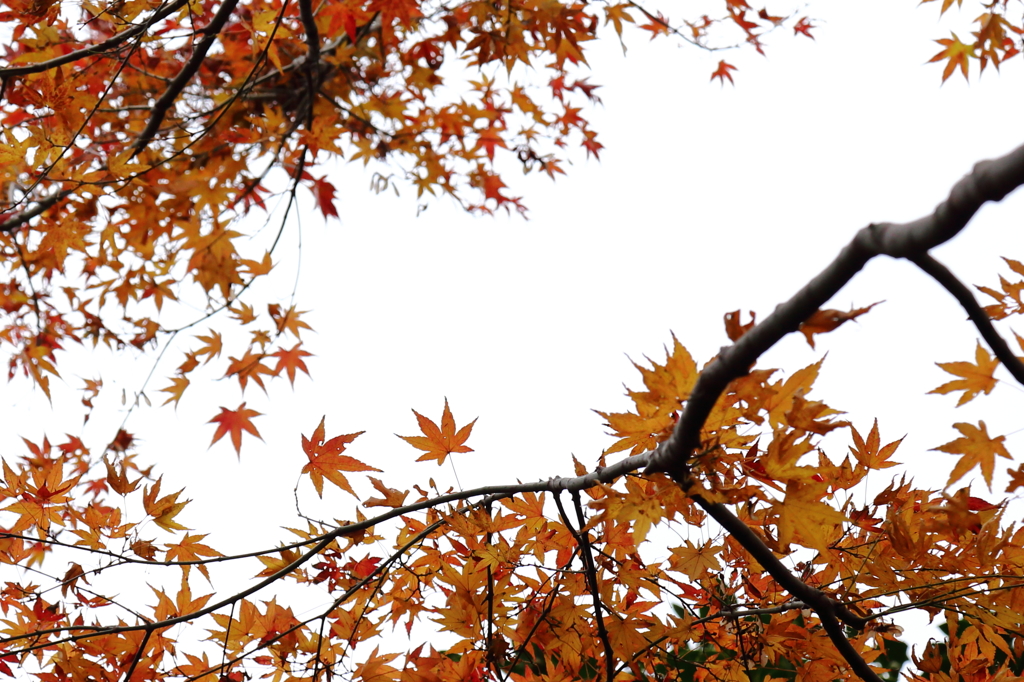 島の紅葉Ⅴ
