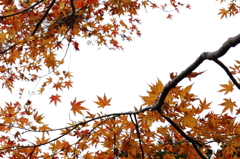 島の紅葉Ⅴ