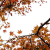 島の紅葉Ⅴ