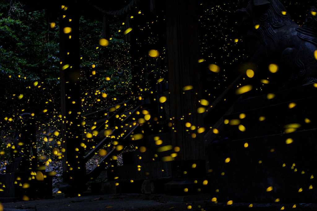 舞を奉納するヒメホタル