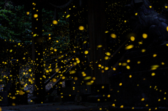 舞を奉納するヒメホタル