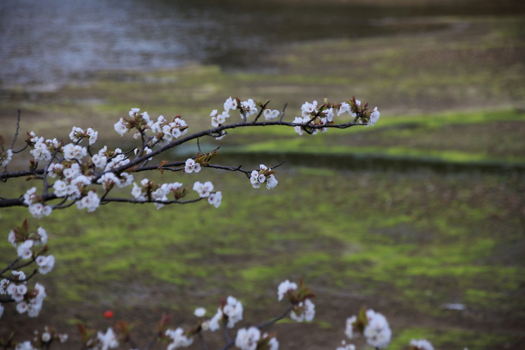 磯辺の桜　参