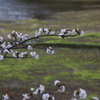 磯辺の桜　参