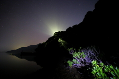 夜のハマジンチョウ