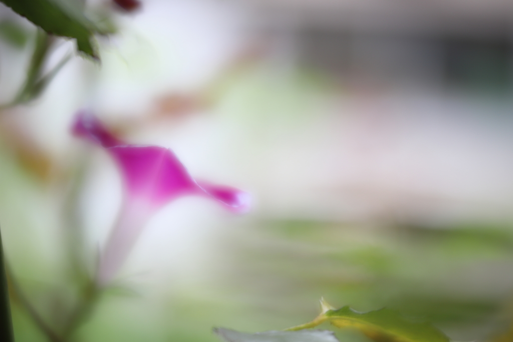 あさがほ参