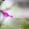 あさがほ参