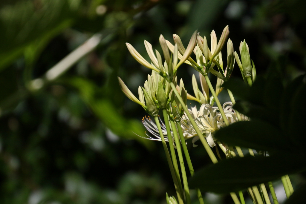 彼岸花　クリーム