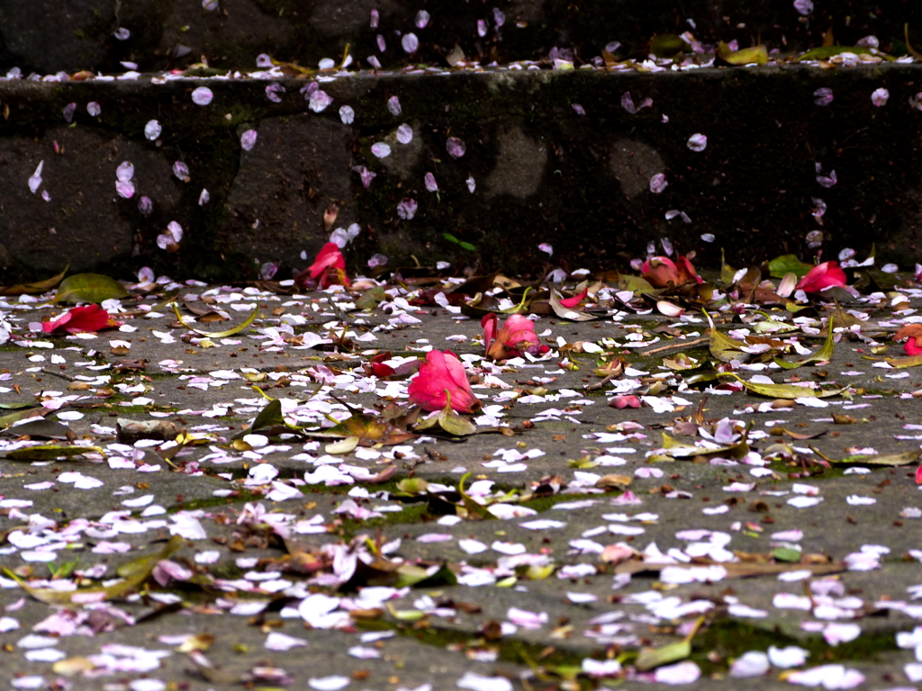 花散る石段Ⅰ