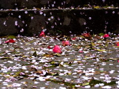 花散る石段Ⅰ
