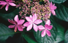 フィルムカメラで　ⅰ