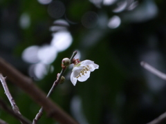 梅の花Ⅲ