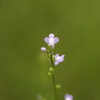 公園の芝生でⅢ
