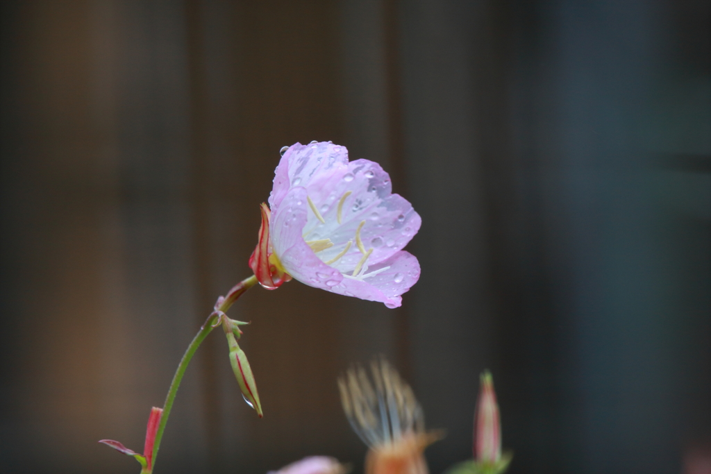 雨上がりの午後　ⅰ