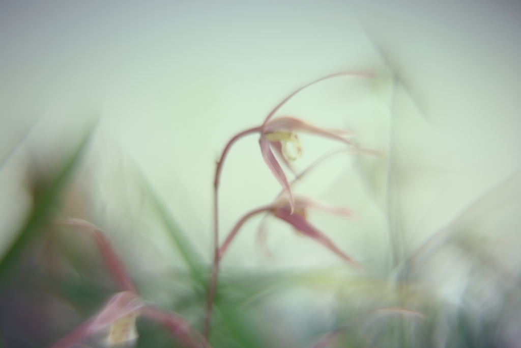 寒蘭展にて　弐