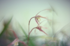 寒蘭展にて　弐