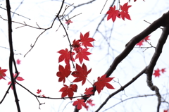 島の紅葉Ⅳ