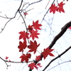 島の紅葉Ⅳ