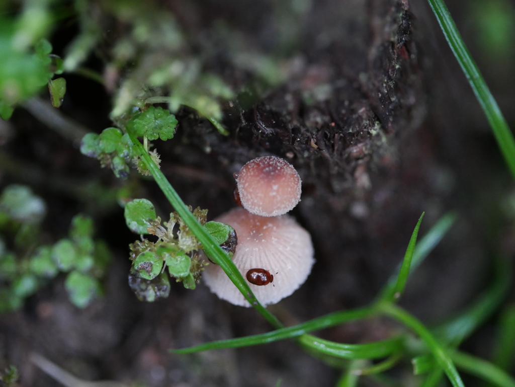 雨の合間にキノコたち　ⅲ