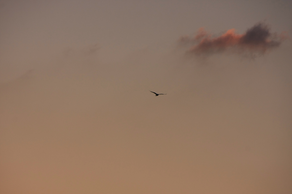 夕陽を浴びてⅣ