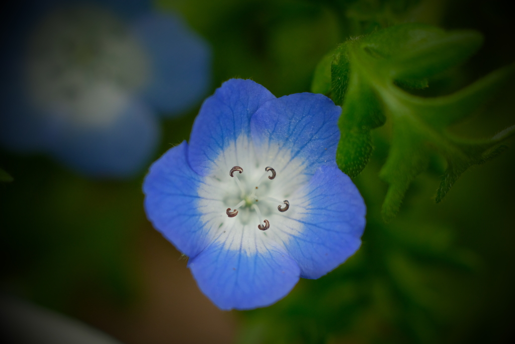 オールドレンズで庭の春　ⅳ