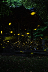 姫の神社詣で