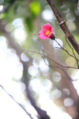 春の嵐の吹く前に　壱