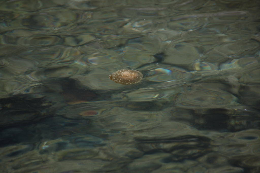 ゆらゆらゆらりⅣ