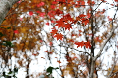 島の紅葉Ⅶ