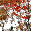 島の紅葉Ⅶ