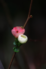 木瓜