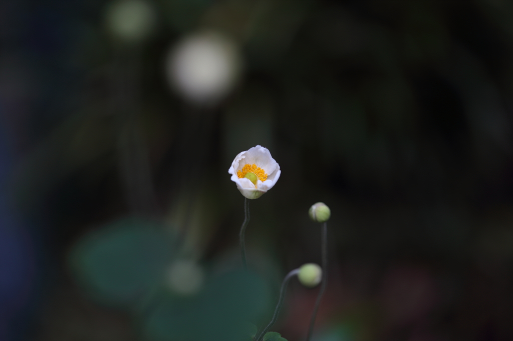 綺麗に咲いてくれましたⅣ