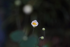 綺麗に咲いてくれましたⅣ