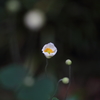 綺麗に咲いてくれましたⅣ