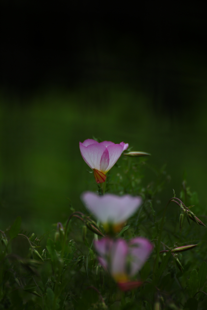 昼咲き月見草