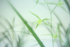 寒蘭展にて　壱