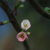 木瓜Ⅱ