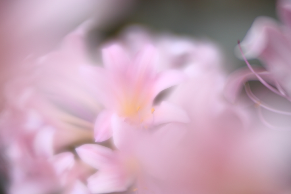 夏水仙Ⅱ