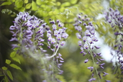 近所に咲く花Ⅲ