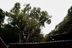 続 源寿院の大銀杏Ⅱ