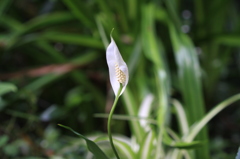 見つめないで・・・