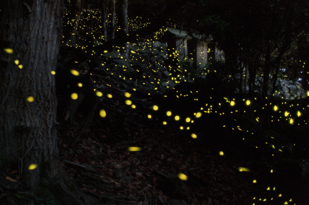 今日のヒメホタル