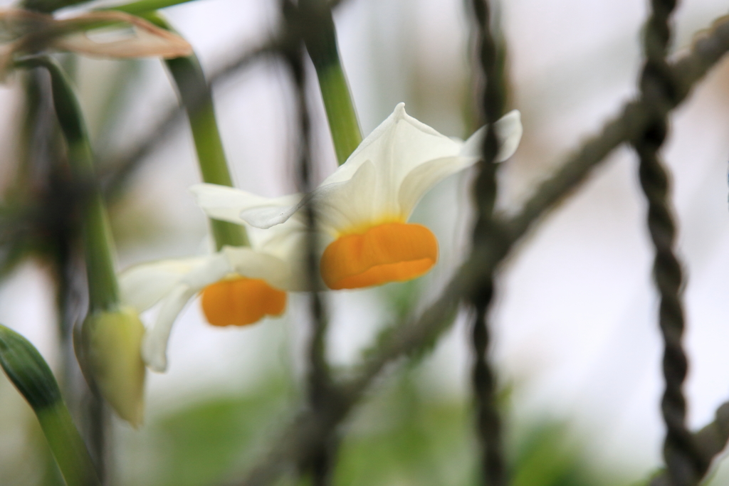 外の花ⅰ