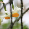 外の花ⅰ