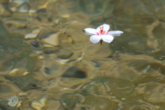 油桐の花　参