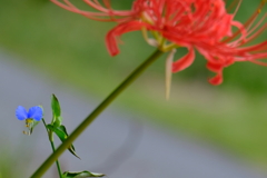 露草＆彼岸花　弐