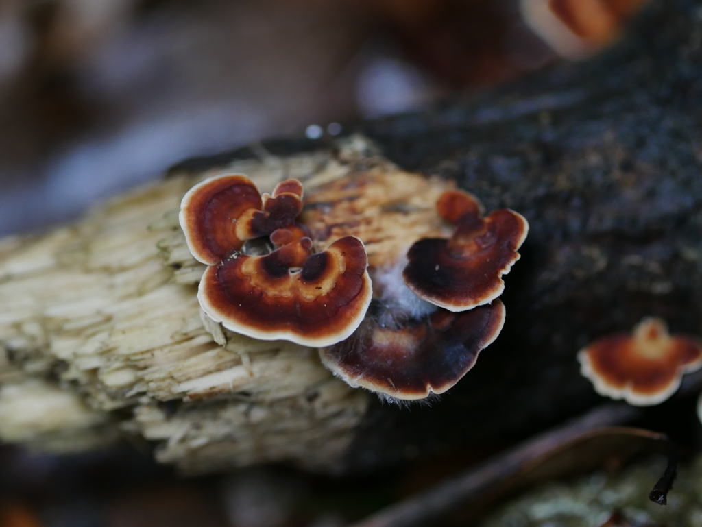 雨の合間にキノコたち　ⅵ